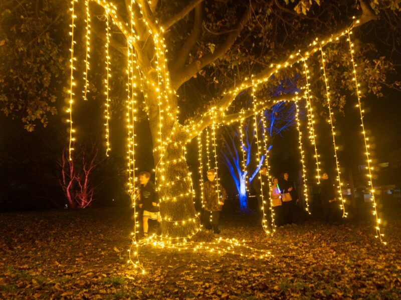 kaiapoi-lights-tree